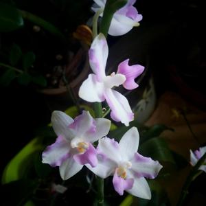 Phalaenopsis pulcherrima-Luedde-violacea