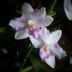 Phalaenopsis pulcherrima-Luedde-violacea