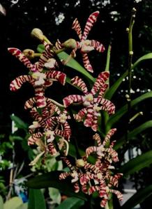 Arachnoglottis Brown Bars