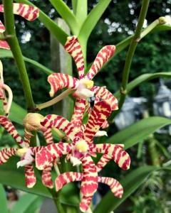 Arachnoglottis Brown Bars