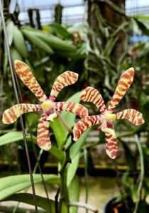 Arachnoglottis Brown Bars