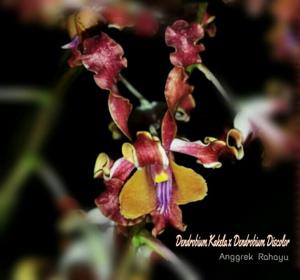 Dendrobium Kakela-discolor