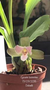 Lycaste Lourenties