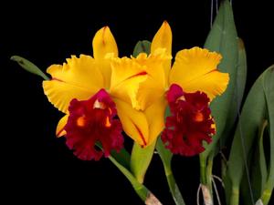 Rhyncholaeliocattleya Tainan Gold