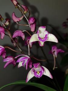 Dendrobium Rutherford Starburst