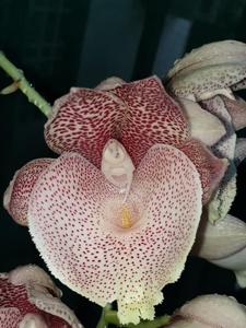 Catasetum Jamie Lawson XOXO