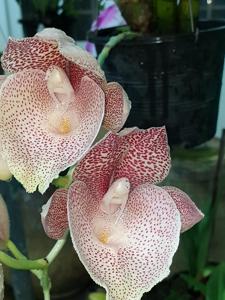 Catasetum Jamie Lawson XOXO