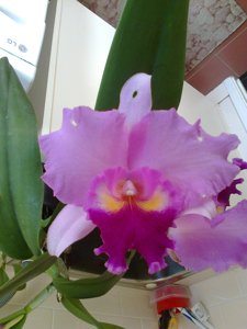 Rhyncholaeliocattleya Rose Whisper