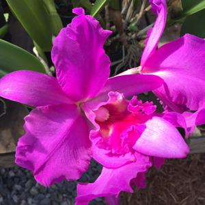 Rhyncholaeliocattleya Ronald's Canyon