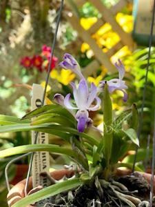 Vandachostylis Baby Angel