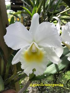 Cattleya Rivermont Imperial