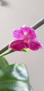 Phalaenopsis Lung Ching's Baby