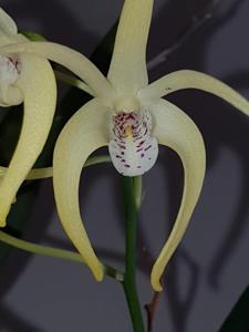 Dendrobium Graham Hewitt