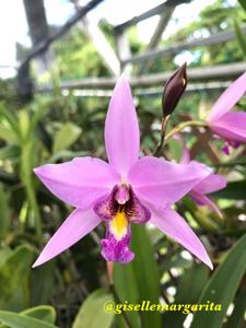 Laelia Finckeniana