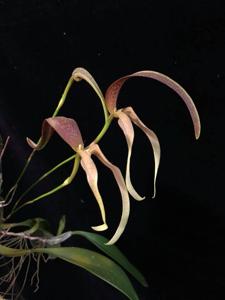 Bulbophyllum Tee Gigantic Condor