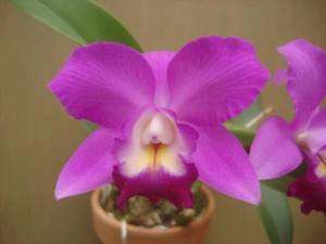 Cattleya Mini Purple