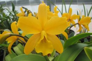 Cattlianthe Gold Digger