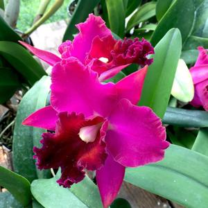 Rhyncholaeliocattleya Port Royal Sound