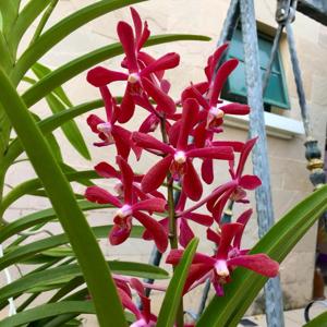 Parandachnis Khaw Bian Huat