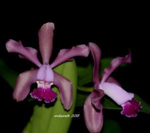 Cattleya duveenii