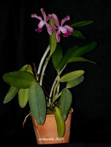 Cattleya duveenii