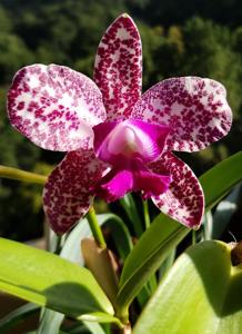 Cattleya Piñata Surprise