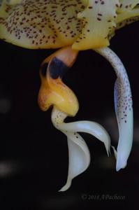 Stanhopea Ronsard