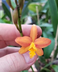 Cattleya Pine Fire