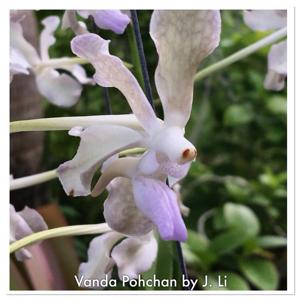 Papilionanda Pohchang