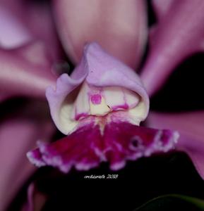 Cattleya duveenii