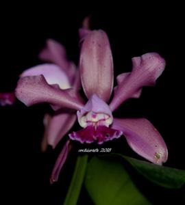 Cattleya duveenii