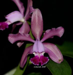 Cattleya duveenii