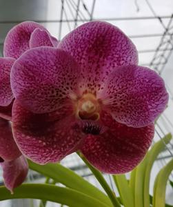 Vanda Ogden Phipps