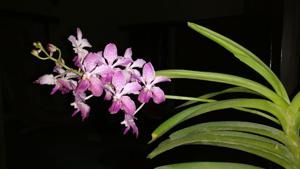 Vanda Jill Walker