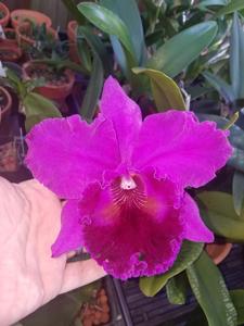 Rhyncholaeliocattleya Hawaiian Progress