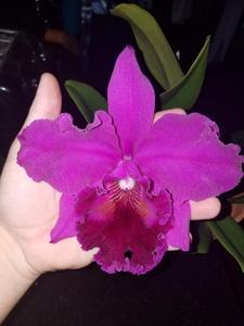 Rhyncholaeliocattleya Hawaiian Progress