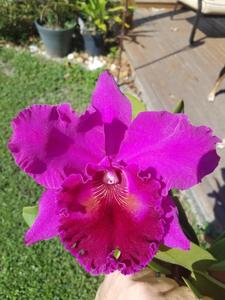 Rhyncholaeliocattleya Hawaiian Progress