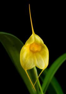 Masdevallia Aquarius