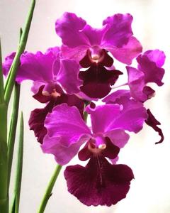 Papilionanda Ruby Prince