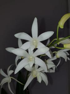 Dendrobium Warringah