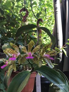 Cattleya Landate