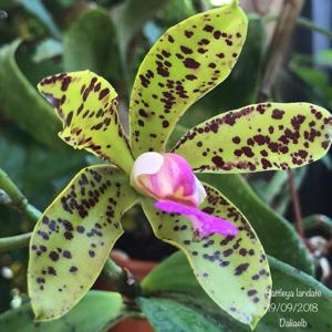 Cattleya Landate