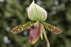 Paphiopedilum Chiara