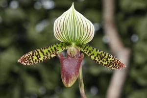 Paphiopedilum Chiara