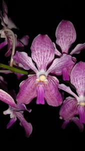 Vanda Jill Walker