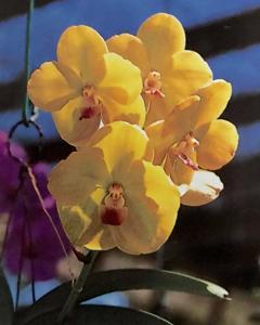 Vanda Charles Goodfellow