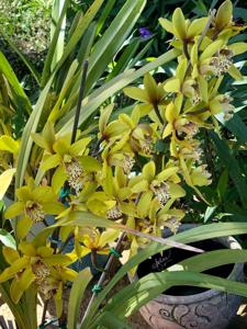 Cymbidium Minette