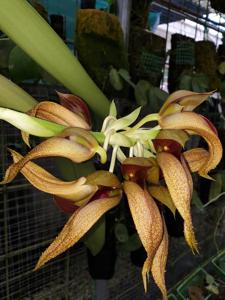 Bulbophyllum Udonthani