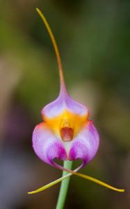 Masdevallia Lucy Roessiger