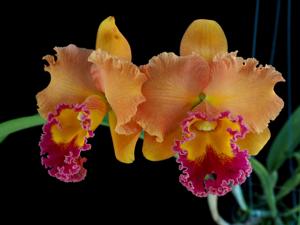 Rhyncholaeliocattleya Siam Aurora